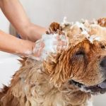 šampon za pse